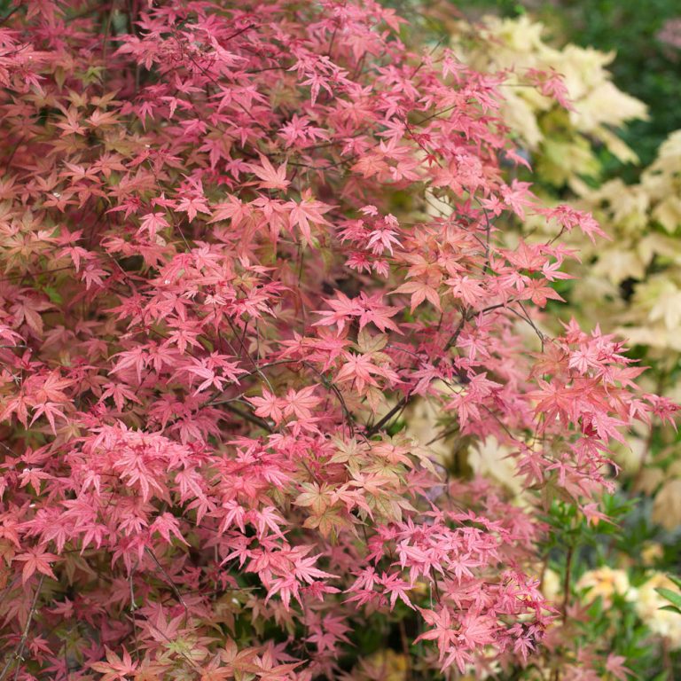 Arțar Japonez Roșu Acer Palmatum Beni Maiko De Vânzare