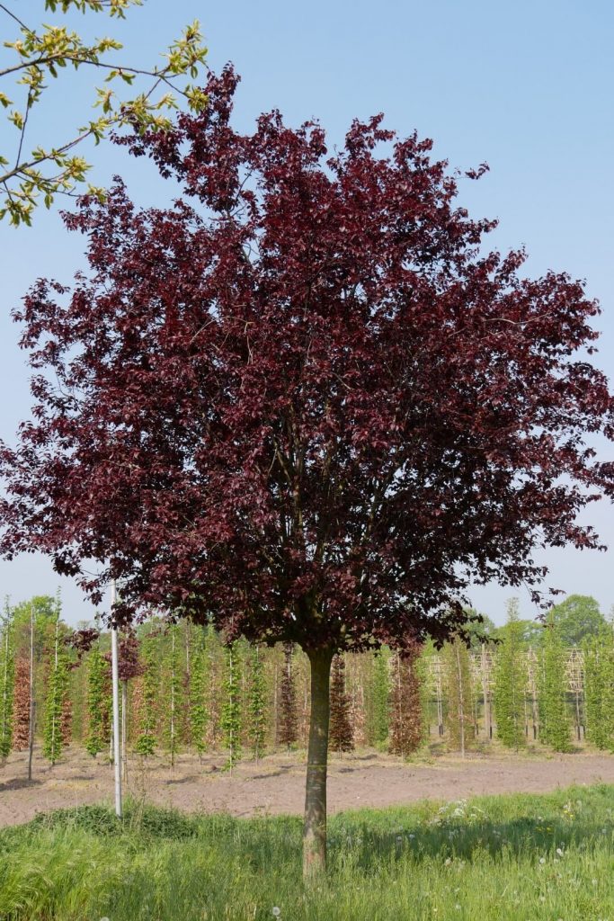 Prunus cerasifera Nigra - Prun roșu, corcoduș roșu ornamental de ...