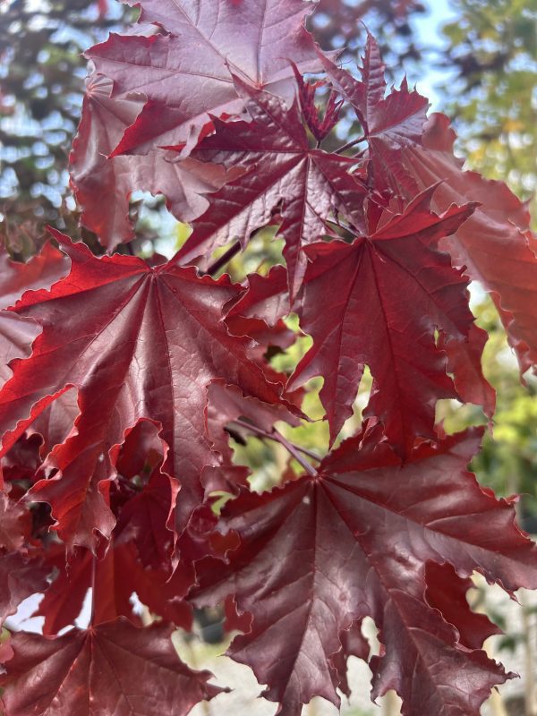 Acer platanoides Crimson Sentry