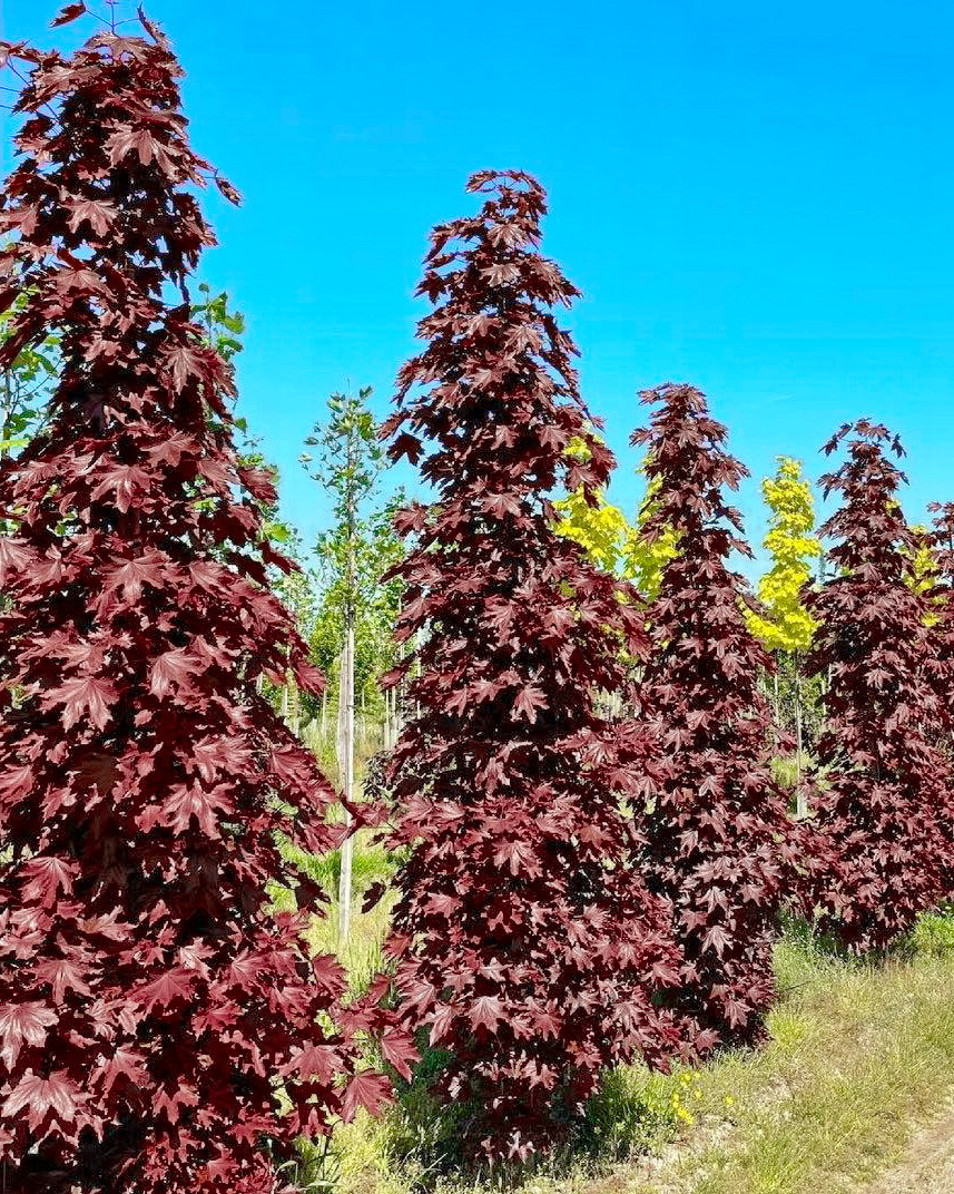 Acer platanoides Crimson Sentry 3