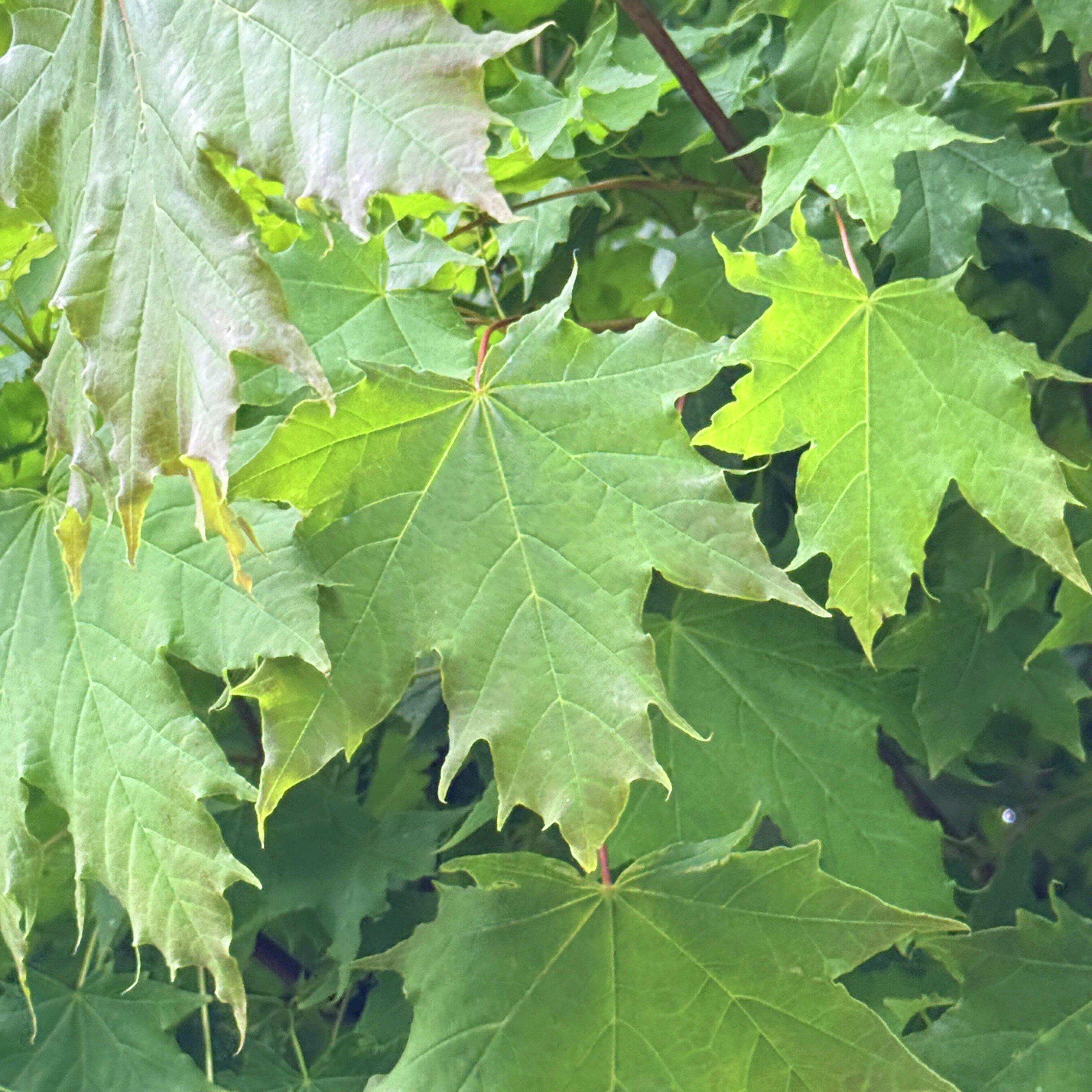 Acer platanoides Globosum 2