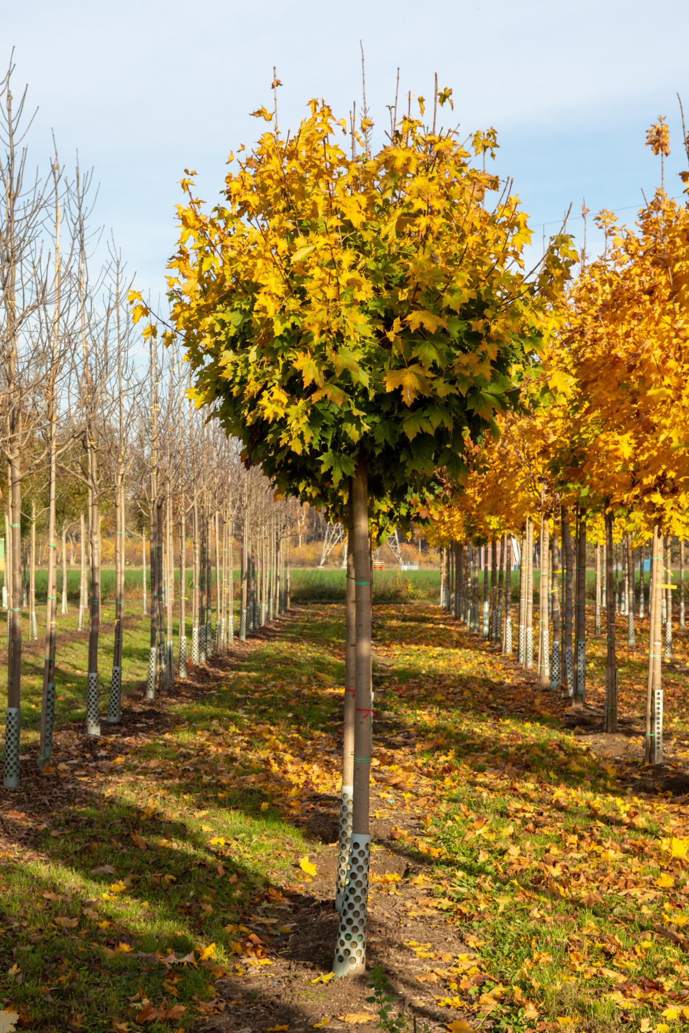 Acer platanoides Globosum