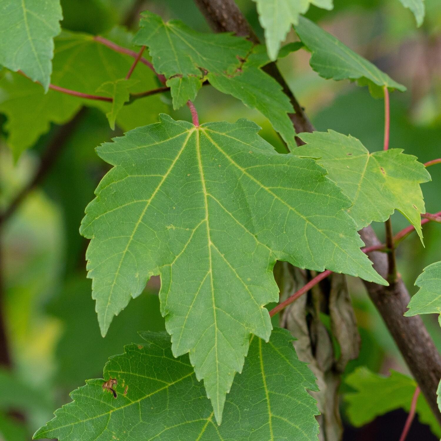 Acer rubrum 2