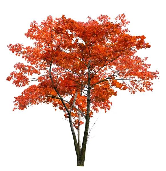 Acer rubrum 3
