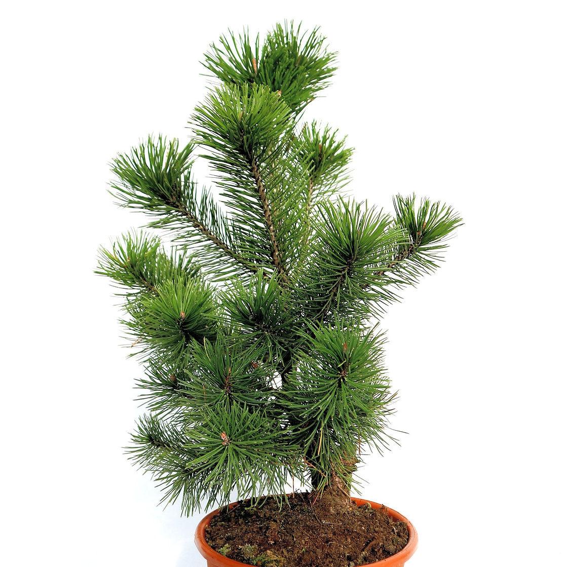Pinus nigra Pyramidalis