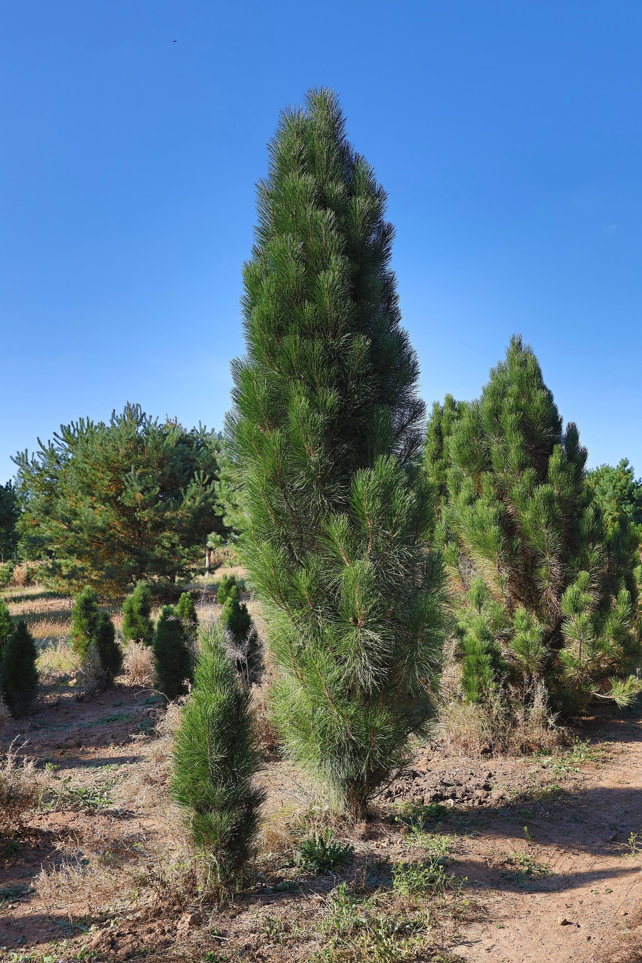 Pinus nigra Pyramidalis2