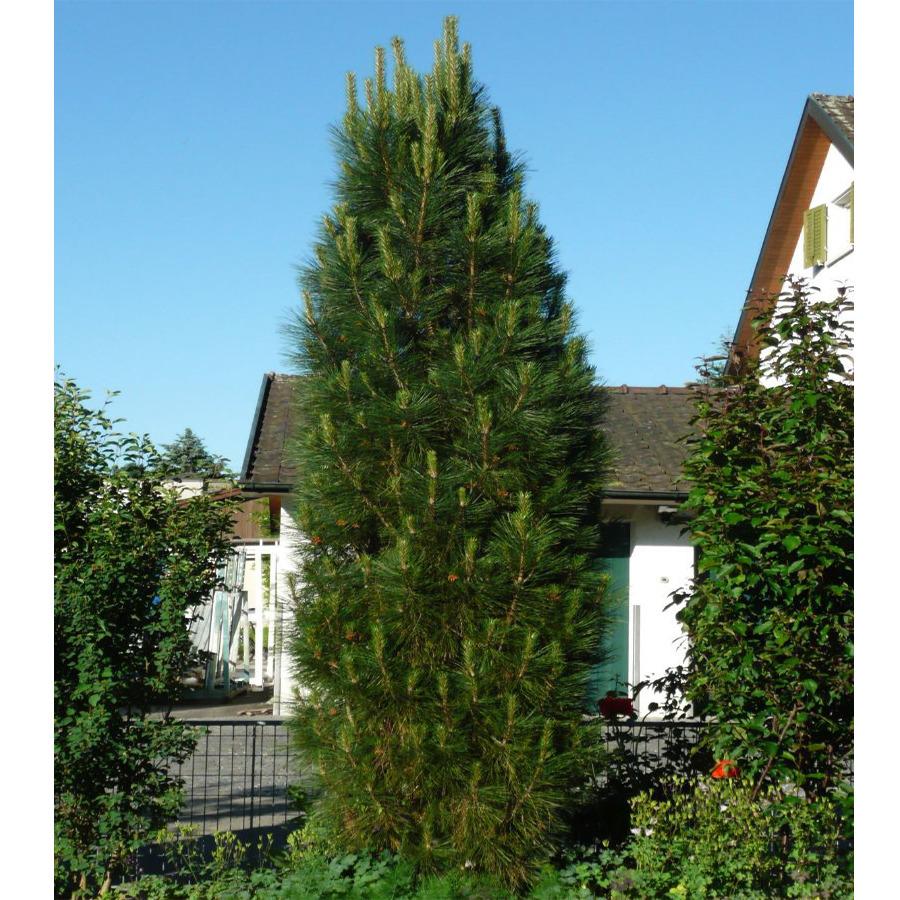 Pinus nigra Pyramidalis3