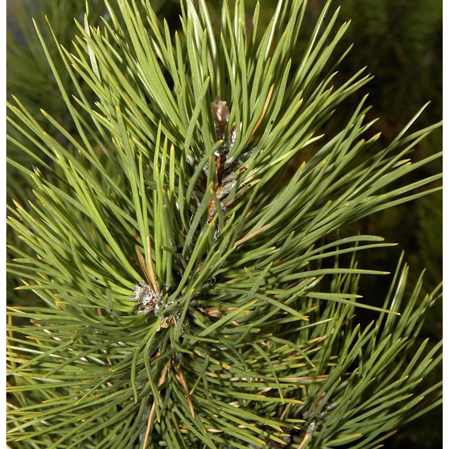 Pinus nigra Pyramidalis4