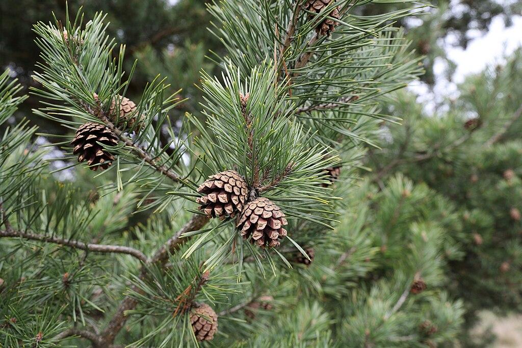 Pinus sylvestris 2