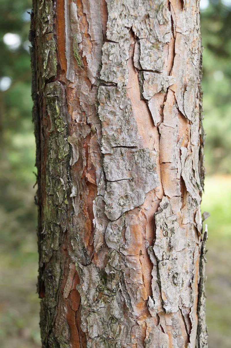 Pinus sylvestris 3