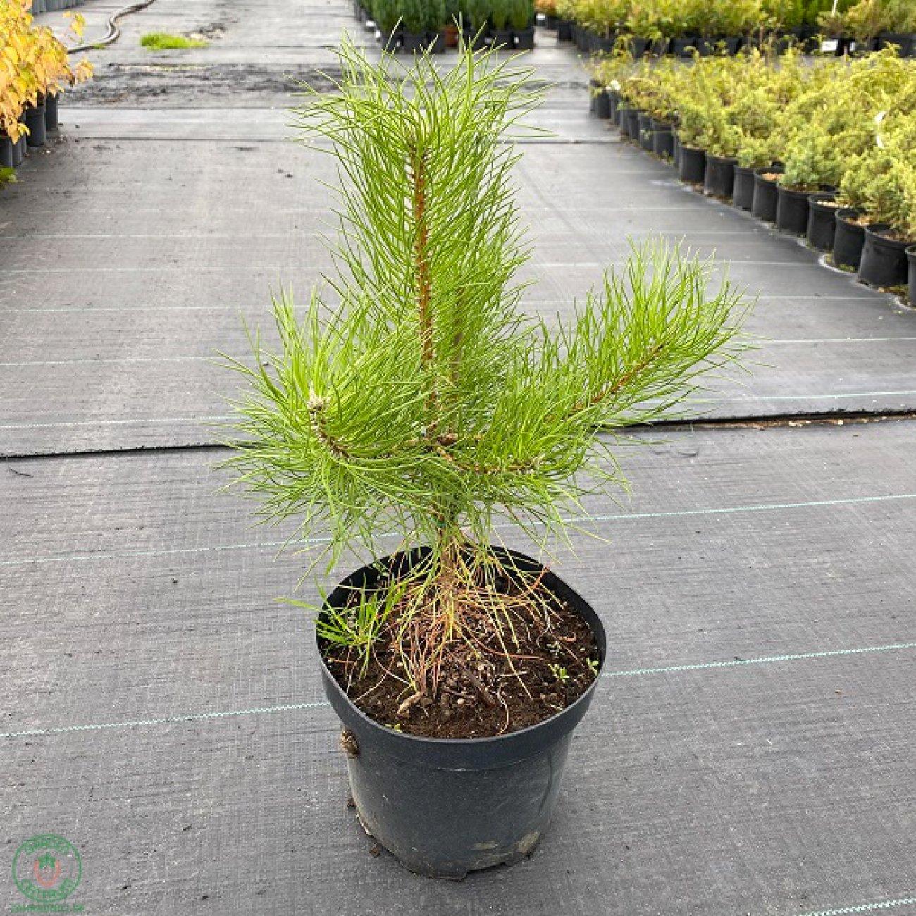 Pinus sylvestris
