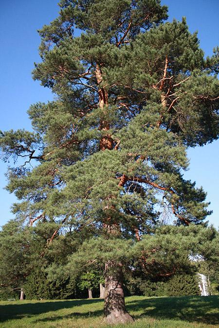 Pinus sylvestris34