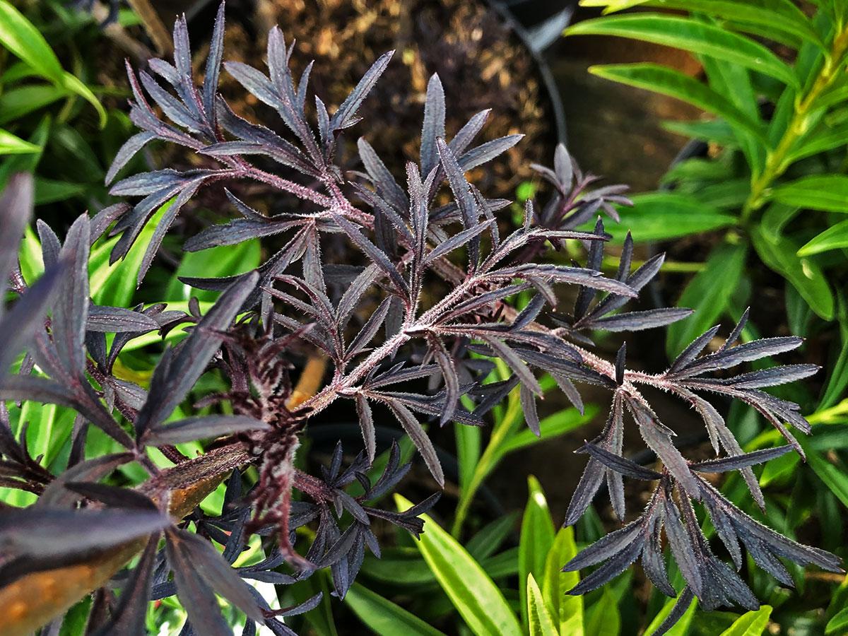 Sambucus nigra Black Lace