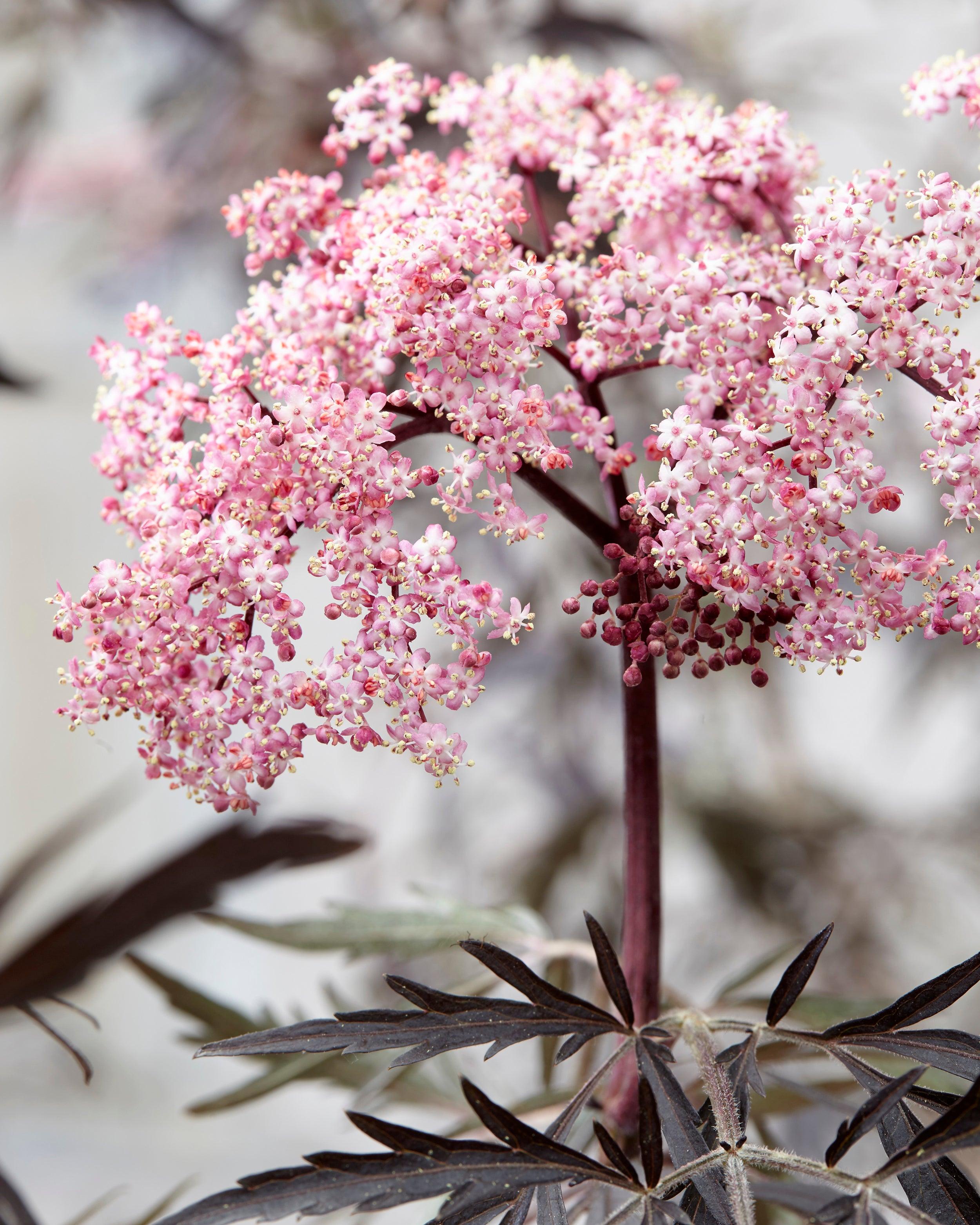 Sambucus nigra Black Lace2