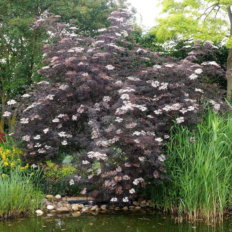 Sambucus nigra Black Lace3