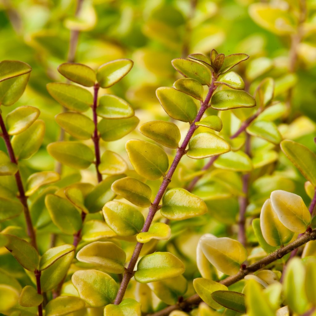Lonicera Nitida Baggesen s Gold caprifoi T r tor De V nzare Copacei lonicera-nitida-baggesen-s-gold-caprifoi-t-r-tor-de-v-nzare-copacei