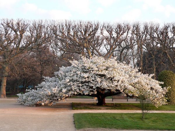 Prunus serrulata Shirotae - Cireș japonez cu flori albe de vânzare ...