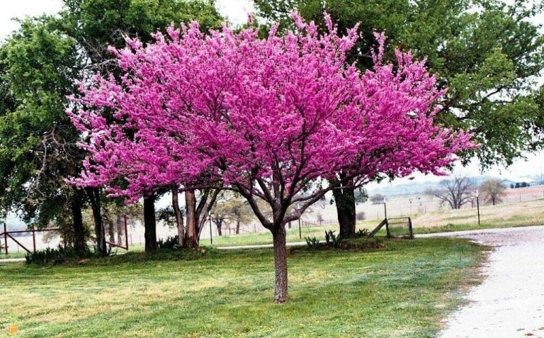 Cercis canadensis - Copacul lui Iuda, Arborele de Iudeea de vânzare