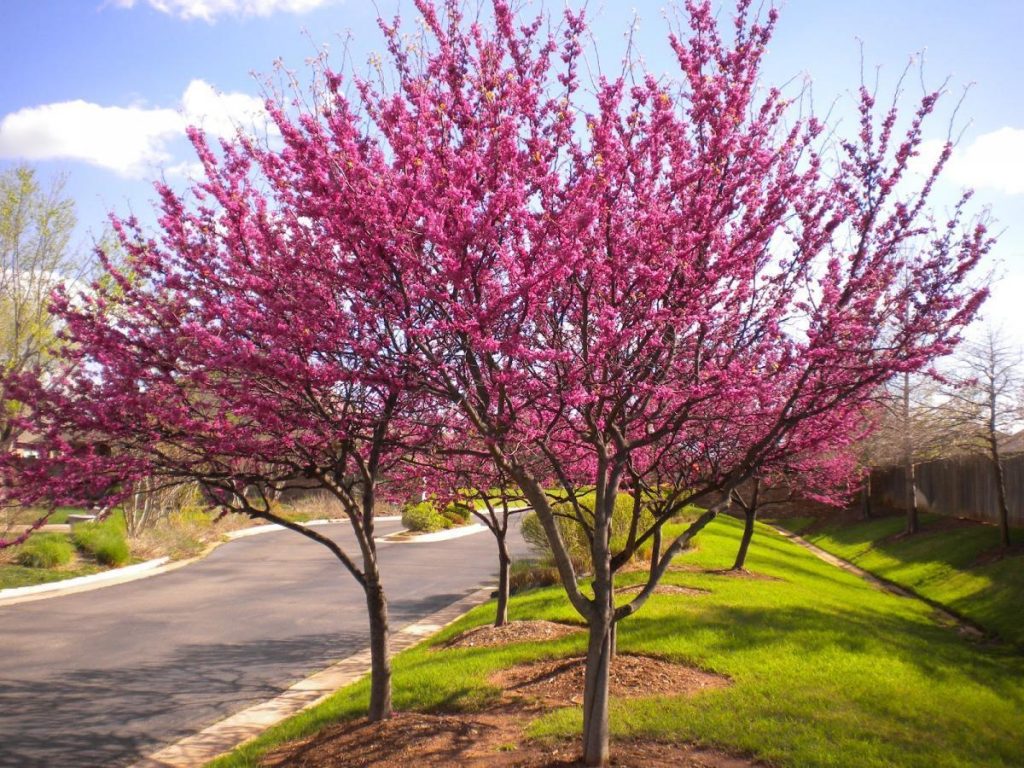 Cercis canadensis - Copacul lui Iuda, Arborele de Iudeea de vânzare