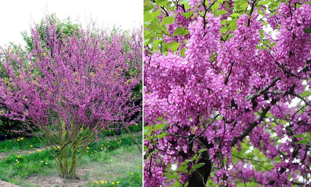 Cercis siliquastrum (Arborele lui Iuda) de vânzare | Copacei.ro