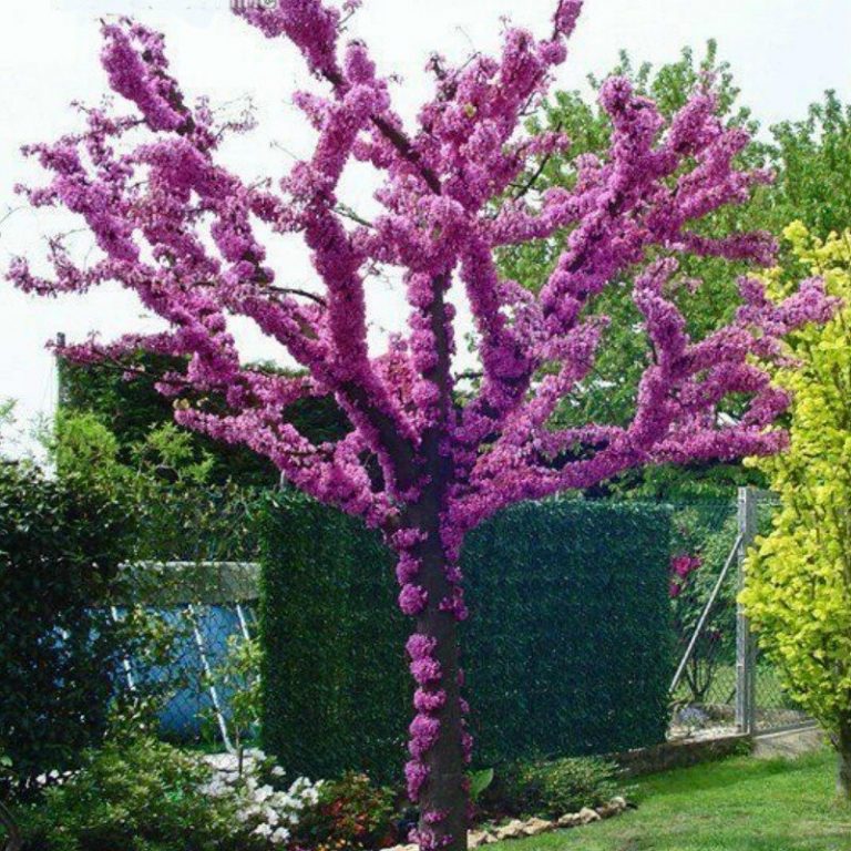 Cercis siliquastrum (Arborele lui Iuda) de vânzare | Copacei.ro