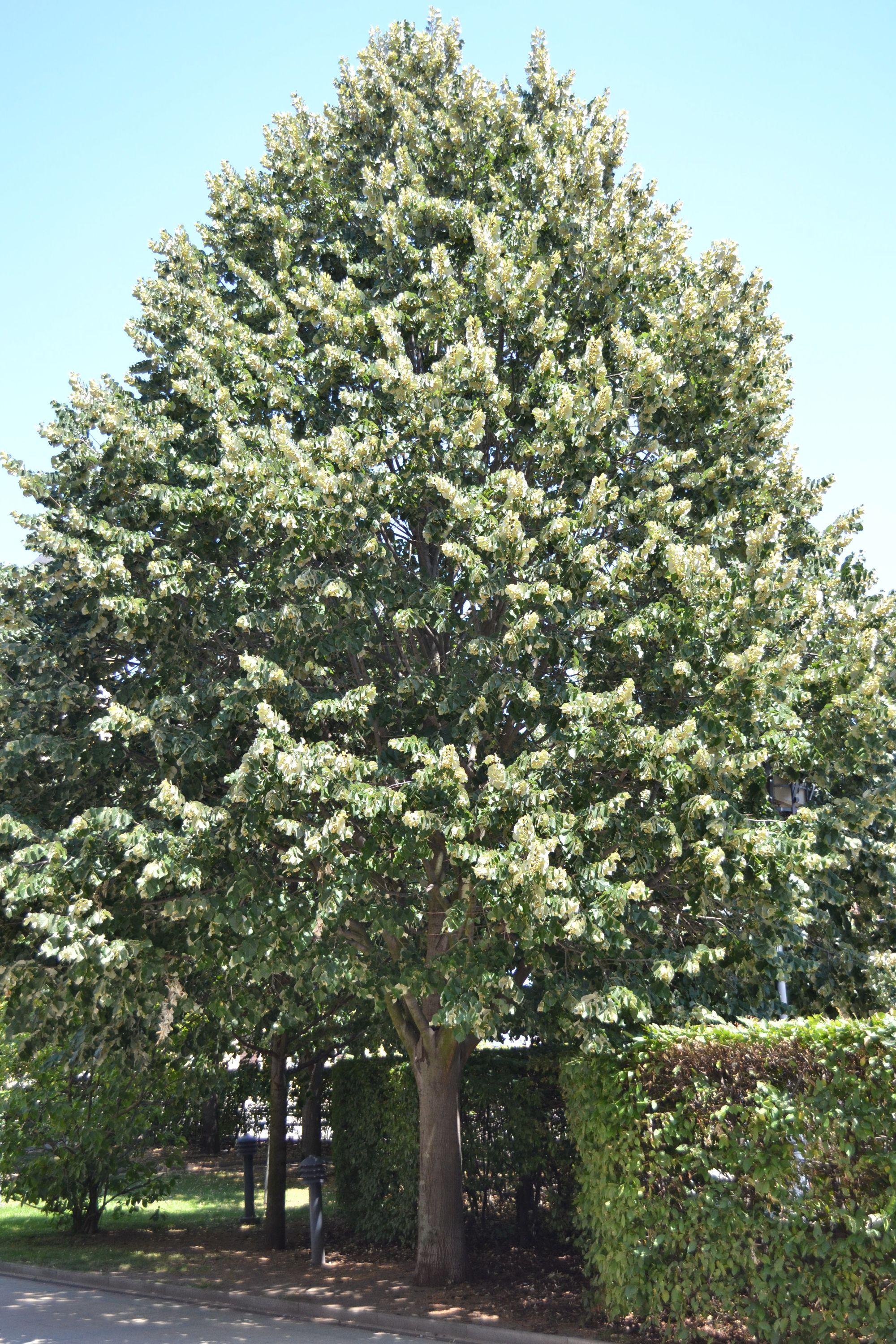 Tilia tomentosa