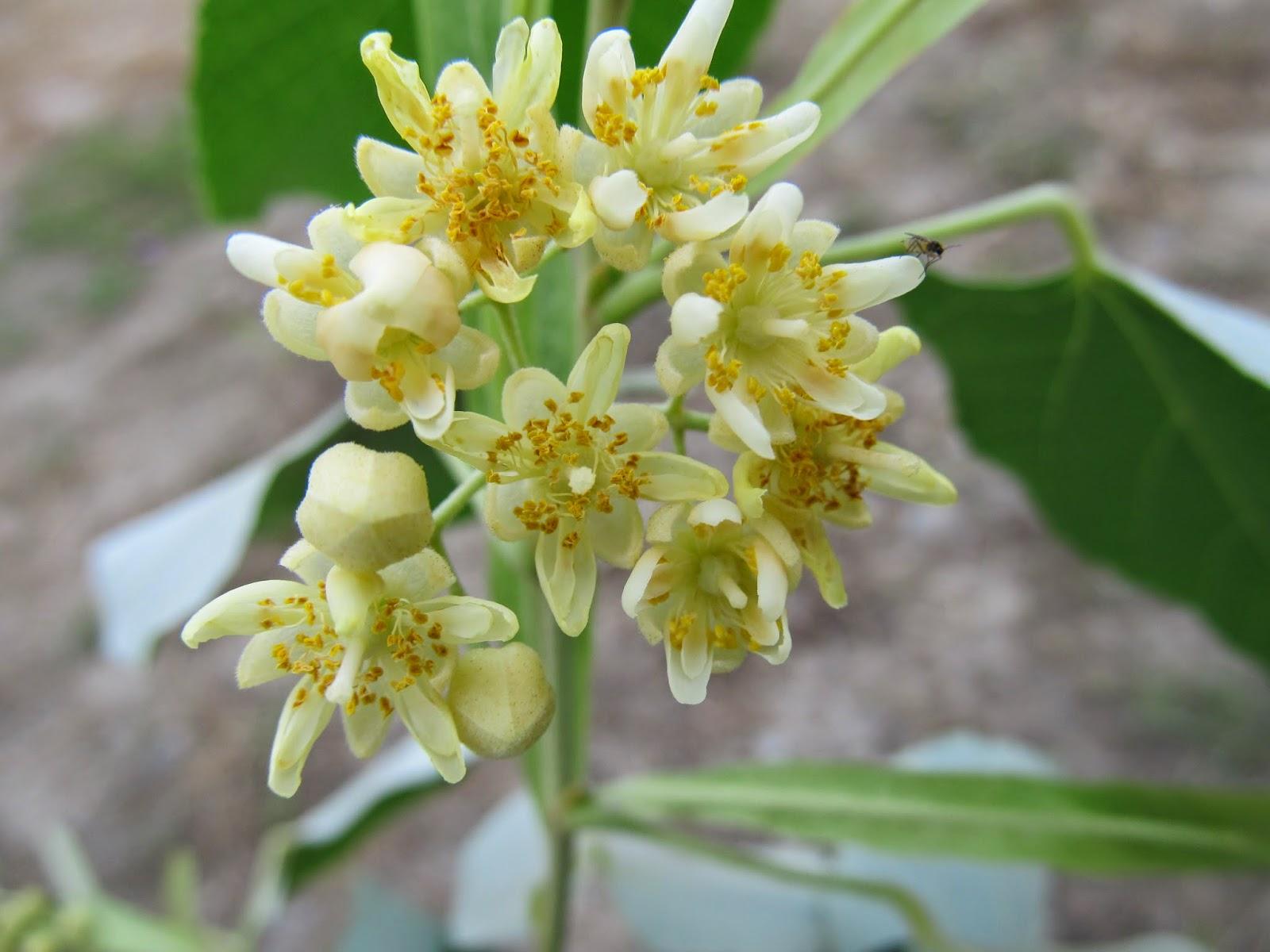 Tilia tomentosa3