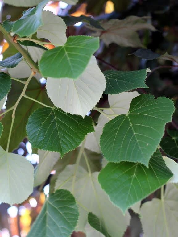 Tilia tomentosa4