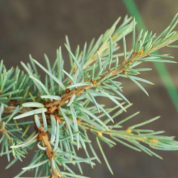 Cedrus deodara Eisregen 2