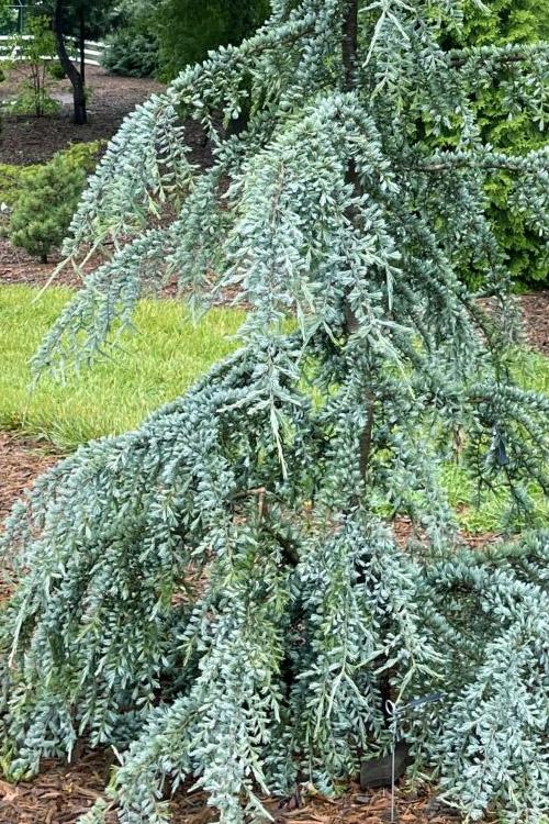 Cedrus deodara Eisregen 3