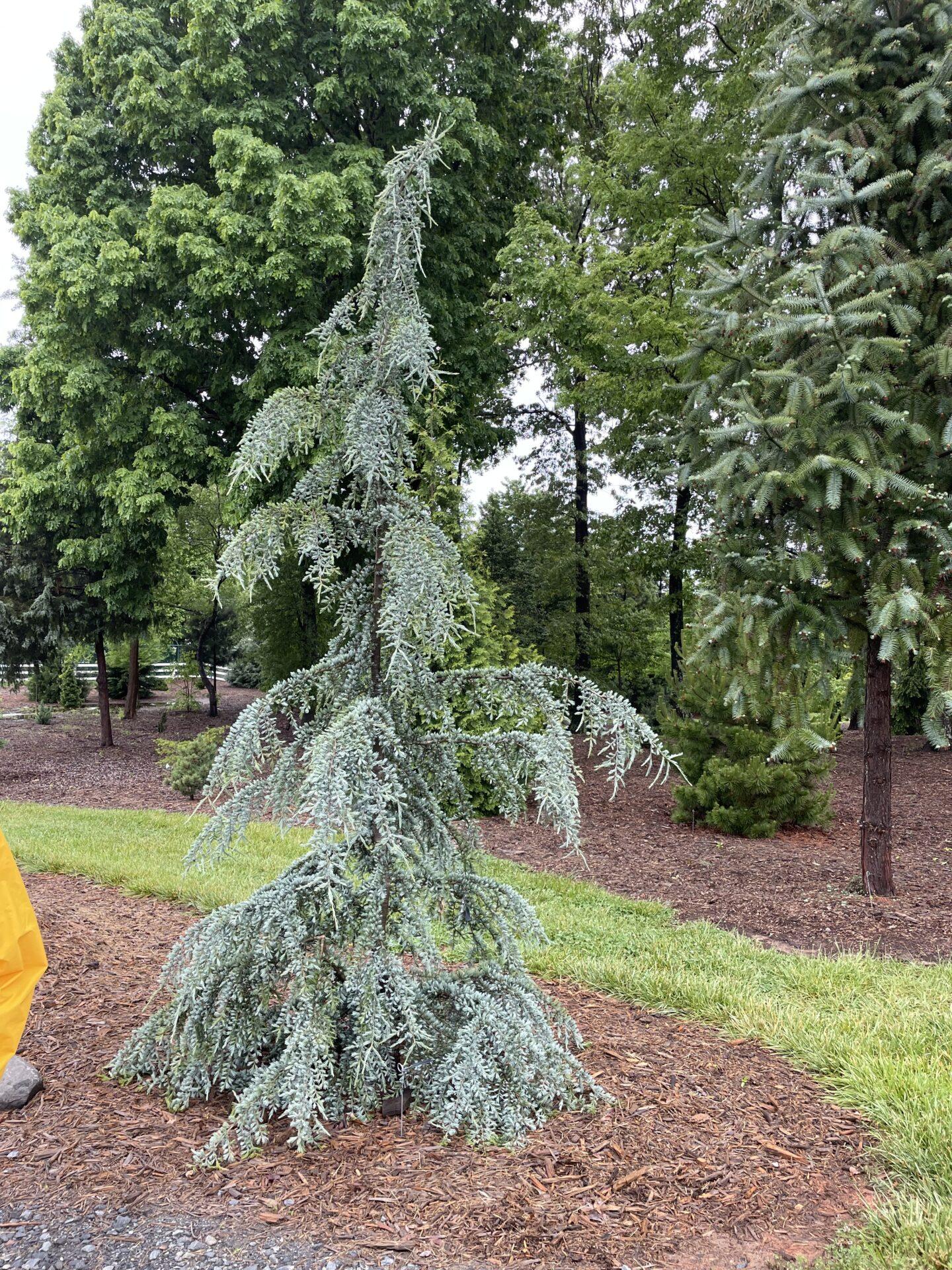 Cedrus deodara Eisregen