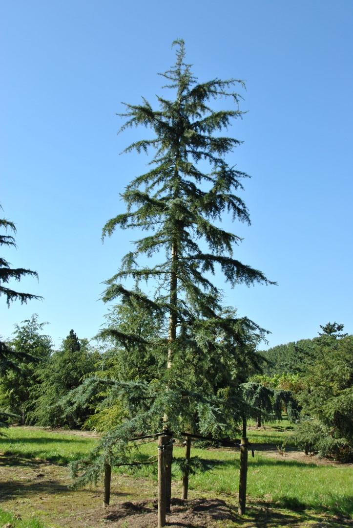Cedrus deodara Karl Fuchs 2