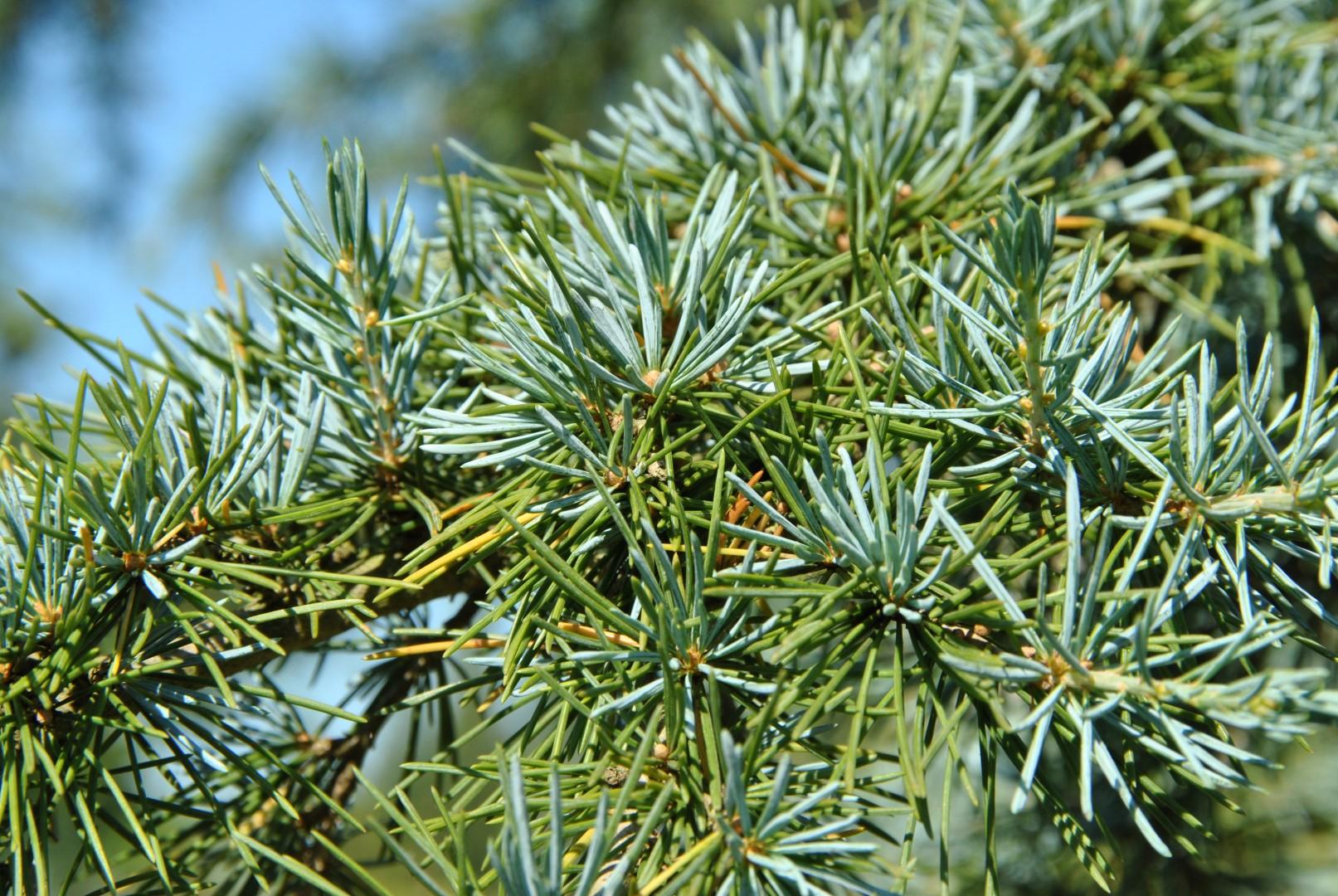Cedrus deodara Karl Fuchs 3