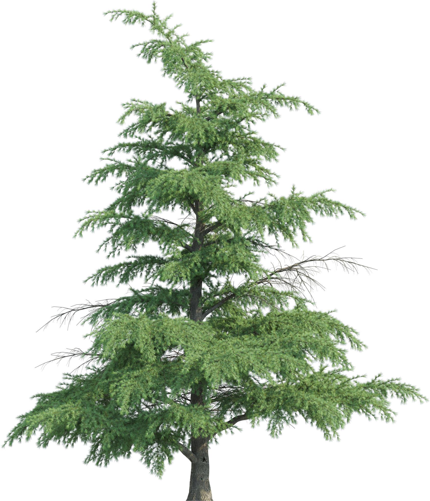Cedrus deodara Karl Fuchs