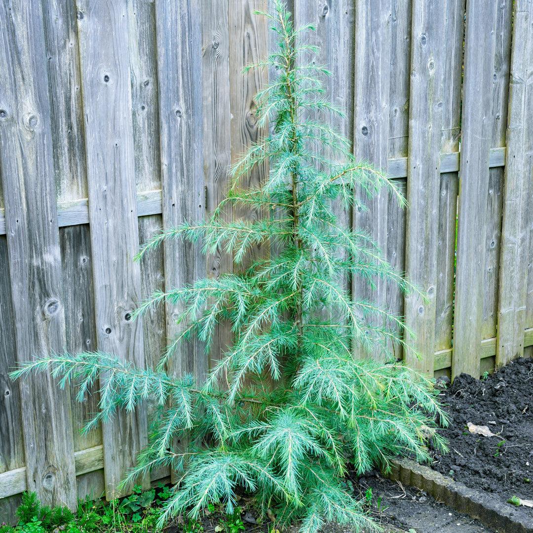 Cedrus deodara Karl Fuchs4
