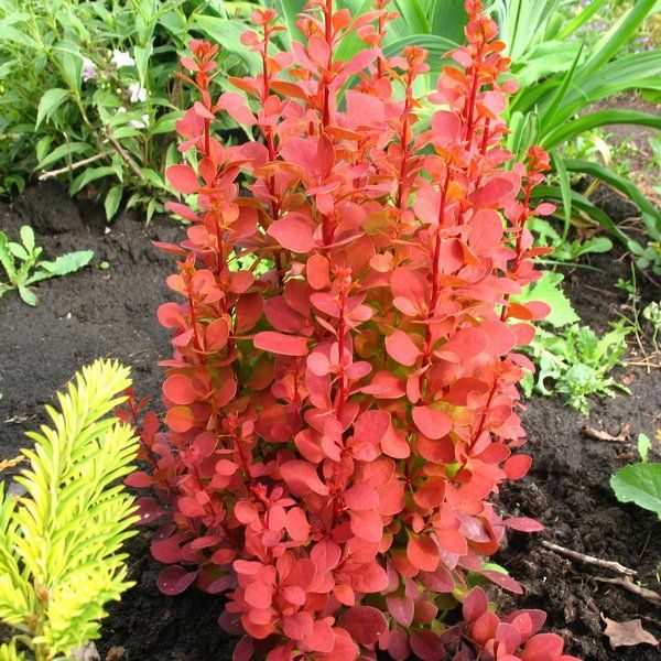 Berberis thunbergii Orange Rocket - Berberis portocaliu columnar