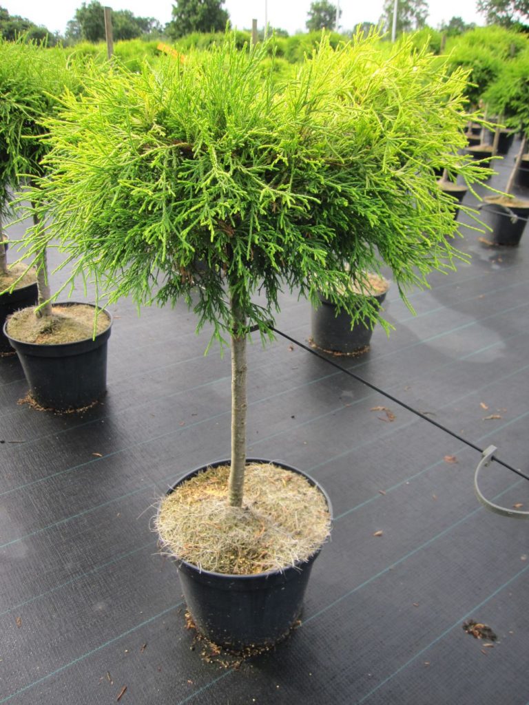 Chamaecyparis pisifera Sungold - Chiparos auriu altoit pe picior/tijă ...