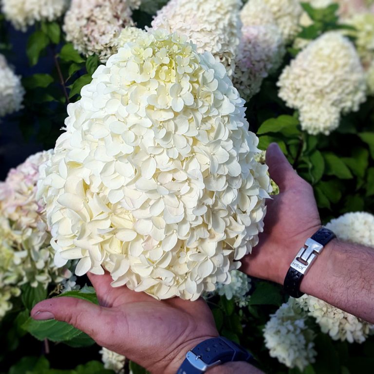Hydrangea Hercules Rhs Hydrangea paniculata Hercules - Hortensie cu flori albe gigantice de ...