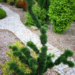 Larix decidua Krejci - Larice altoit pe picior/tijă de vânzare