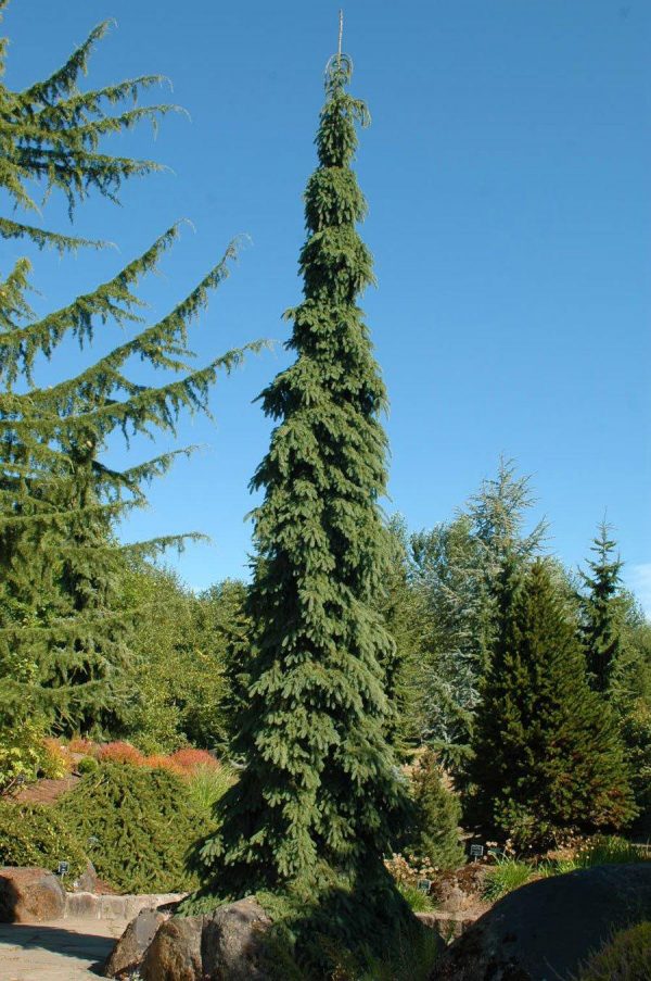 Picea glauca pendula фото