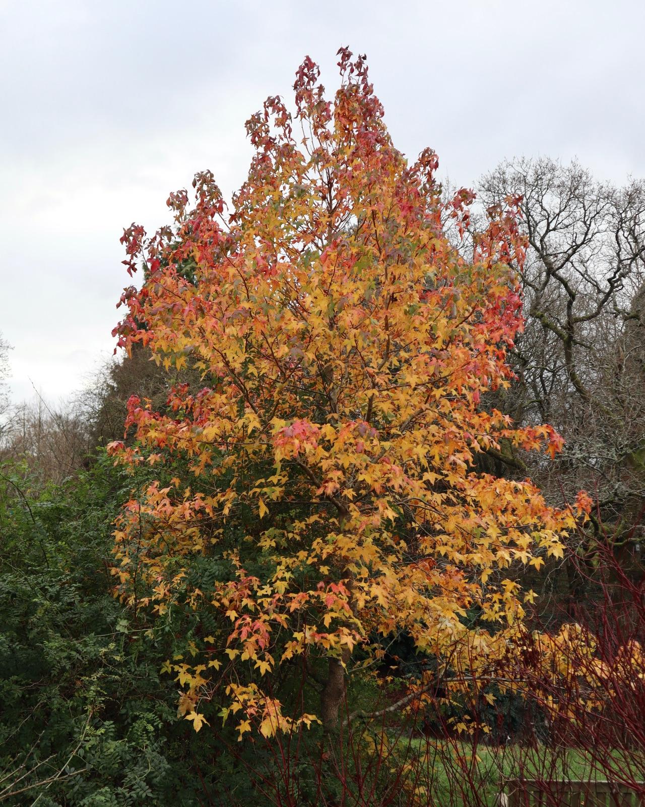 Liquidambar styraciflua Aurea