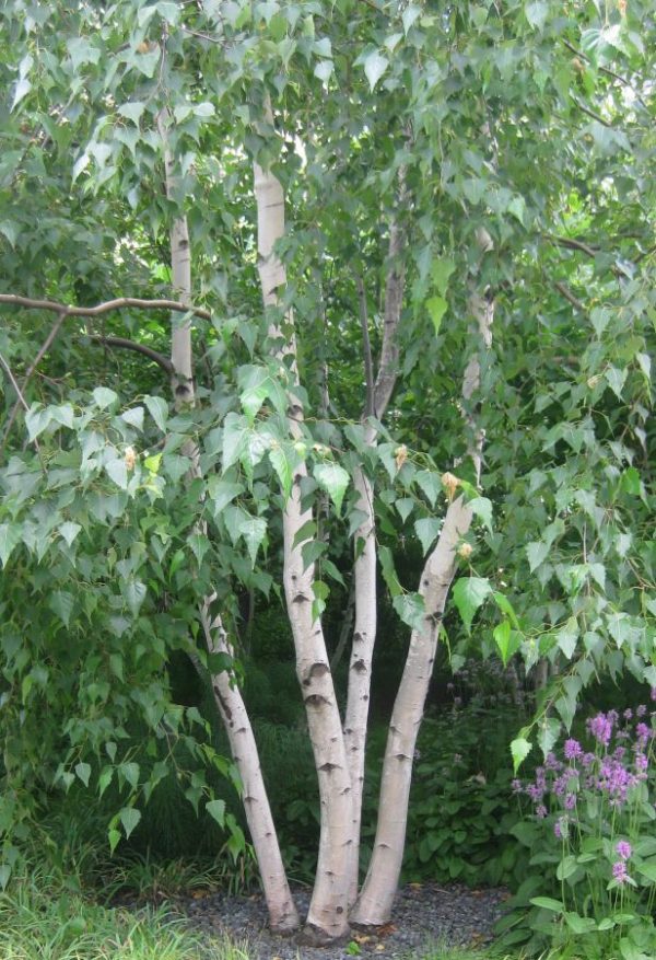 Mesteacăn alb multitrunchi - Betula pendula multistem de vânzare ...