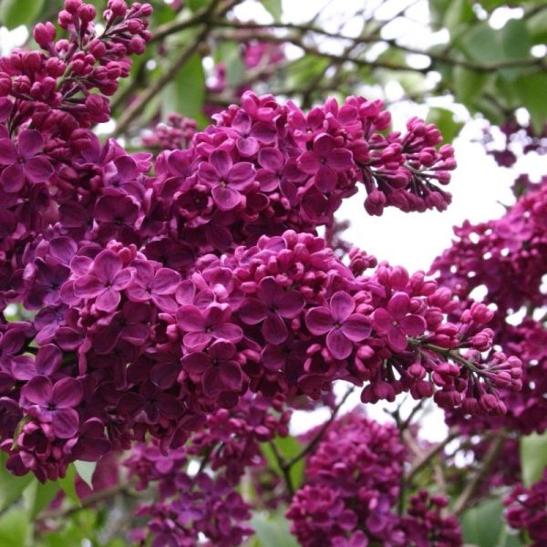 Syringa Vulgaris Andenken An Ludwig Sp Th Liliac Magenta De V Nzare