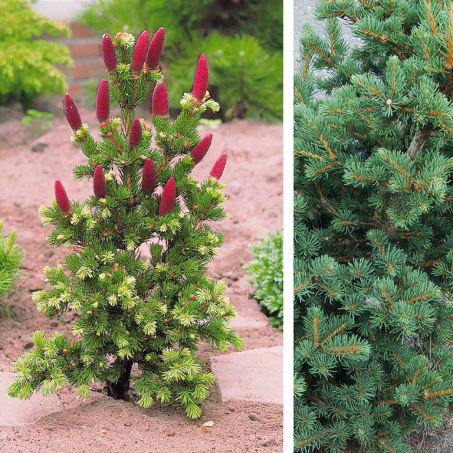 picea pungens lucky strike 1