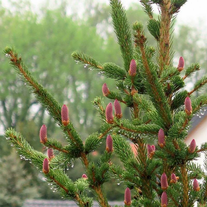 picea pungens lucky strike