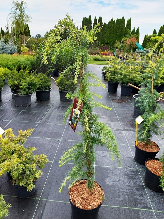 Cedrus deodara Vink’s Golden