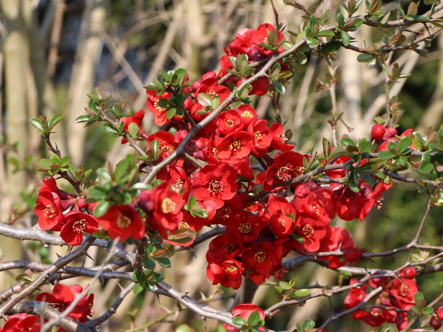 Zierquitte 'Crimson and Gold' - Chaenomeles 'Crimson and Gold'