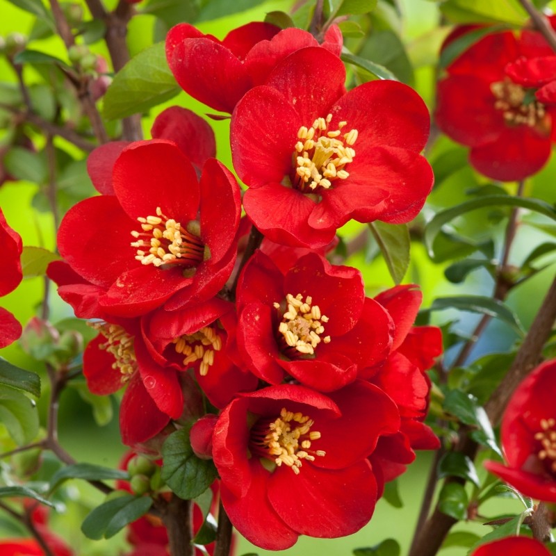 chaenomeles crimson and gold 2